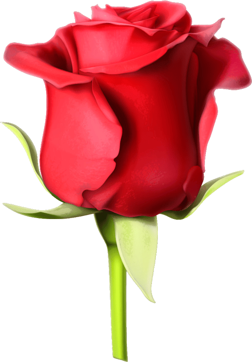 rosa roja floristería hojas blancas